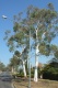 - Eucalyptus mannifera (Red Spotted Gum)